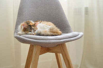 furniture that is cat proof